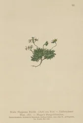 Draba di Hoppe (Draba hoppeana, Draba zahlbruckneri)