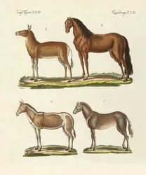Cavalli e asini