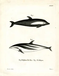 Delfino a clessidra