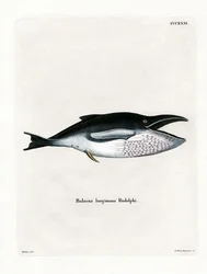 Balena megattera