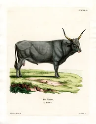 Bovino della steppa ungherese