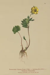 Ranuncolo ibrido (Ranunculus pythora, Ranunculus hybridus)