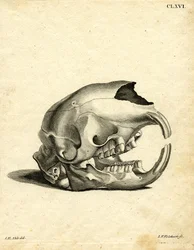 Teschio di Irace