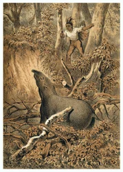 Illustrazione, caccia indiana al tapiro nella foresta amazzonica. In "De Bootslieden der Amazon-River", Karl Muller, Paesi Bassi