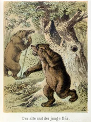 Illustrazione dei racconti di Franz Hoffmann "Racconti e Favole - Il giovane orso e il vecchio orso": un giovane orso attaccato dalle api. Cromolitografia del XIX secolo