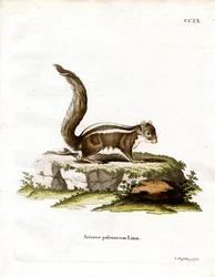 Scoiattolo delle Palme Indiano