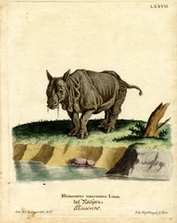 Rinoceronte indiano