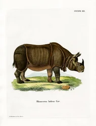 Rinoceronte indiano