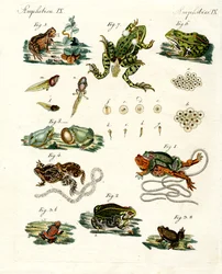Rane e rospi indigeni