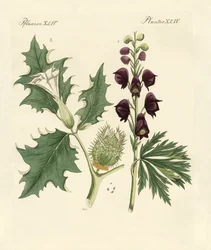 Piante velenose indigene