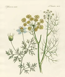 Piante di spezie indigene
