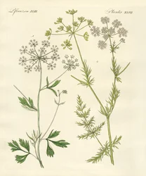 Piante di spezie indigene