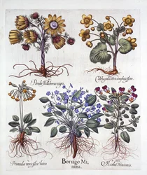Ipheion Rolf Fiedler, calta palustre, falso elleboro, viola tricolore e primula, da Hortus Eystettensis, di Basil Besler, pub. 1613