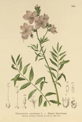 Scala di Giacobbe (Polemonium coeruleum, Polemonium caeruleum)
