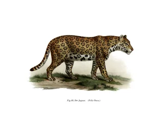 Giaguaro, 1860