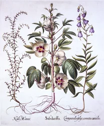 Rosella della Giamaica, campanula e salsola spinosa, da Hortus Eystettensis, di Basil Besler, pub. 1613