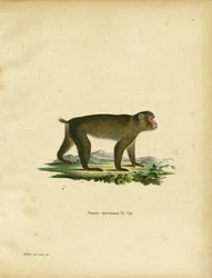Macaque giapponese