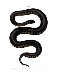 Serpente file di Giava