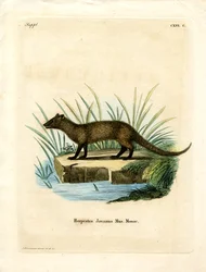 Mangusta di Giava