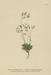 Draba di Giovanni (Draba johannis)