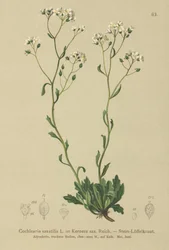Kernera saxatilis