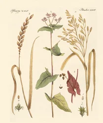 Tipi di cereali