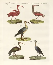 Tipi di ibis