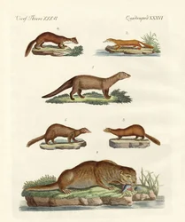 Specie di lontre e martore