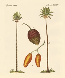 Tipi di palme