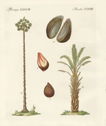 Tipi di palme