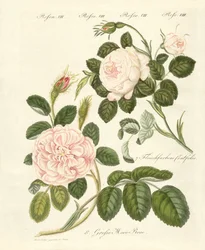 Tipi di rose