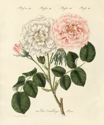 Tipi di rose