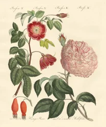 Tipi di rose