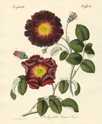 Tipi di rose