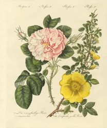 Tipi di rose