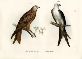 Nibbio, 1864
