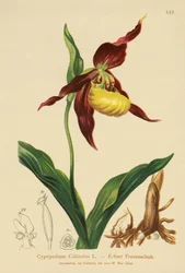 Cypripedium Calceolus
