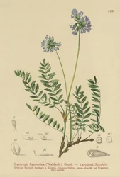 Astragalo della Lapponia (Oxytropis lapponica)