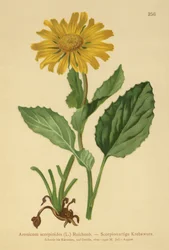 Doronicum a grandi fiori