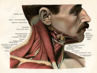 Vista Laterale dei Muscoli e delle Ghiandole del Collo Umano