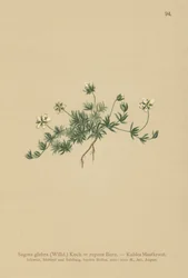 Sagina glabra