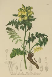 Pedicolare fogliosa (Pedicularis foliosa)