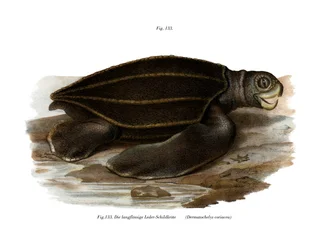 Tartaruga liuto