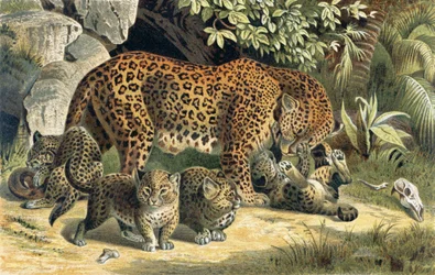 Leopardo, tavola da Brehms Tierleben: Allgemeine Kunde des Tierreichs, vol.1, p.463, pubblicato da Bibliographisches Institut