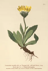 Dente di leone minore (Leontodon saxatilis, Leontodon Taraxaci)