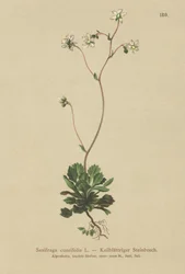 Sassifraga cuneifolia (Saxifraga cuneifolia)