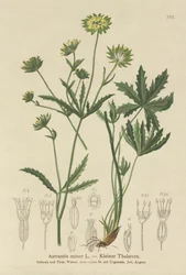Astranzia minore (Astrantia minor)