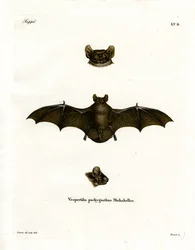 Pipistrello Notturno Minore