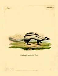 Donnola striata libica