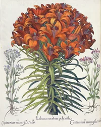 Giglio e Centaurea, dal Hortus Eystettensis di Basil Besler, pub. 1613